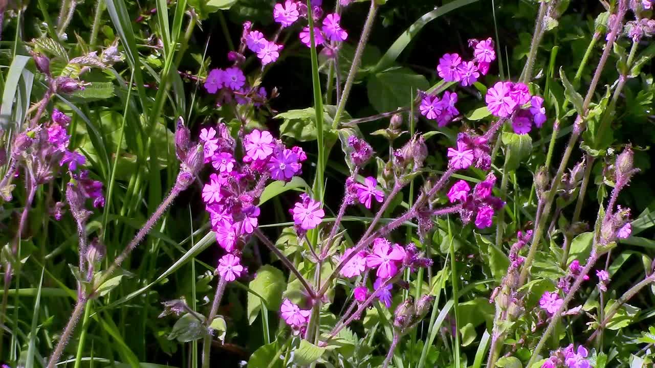 Beautiful Red Campion flowers swaying in a breeze