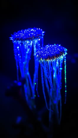 bioluminescent blue jellyfish in the dark