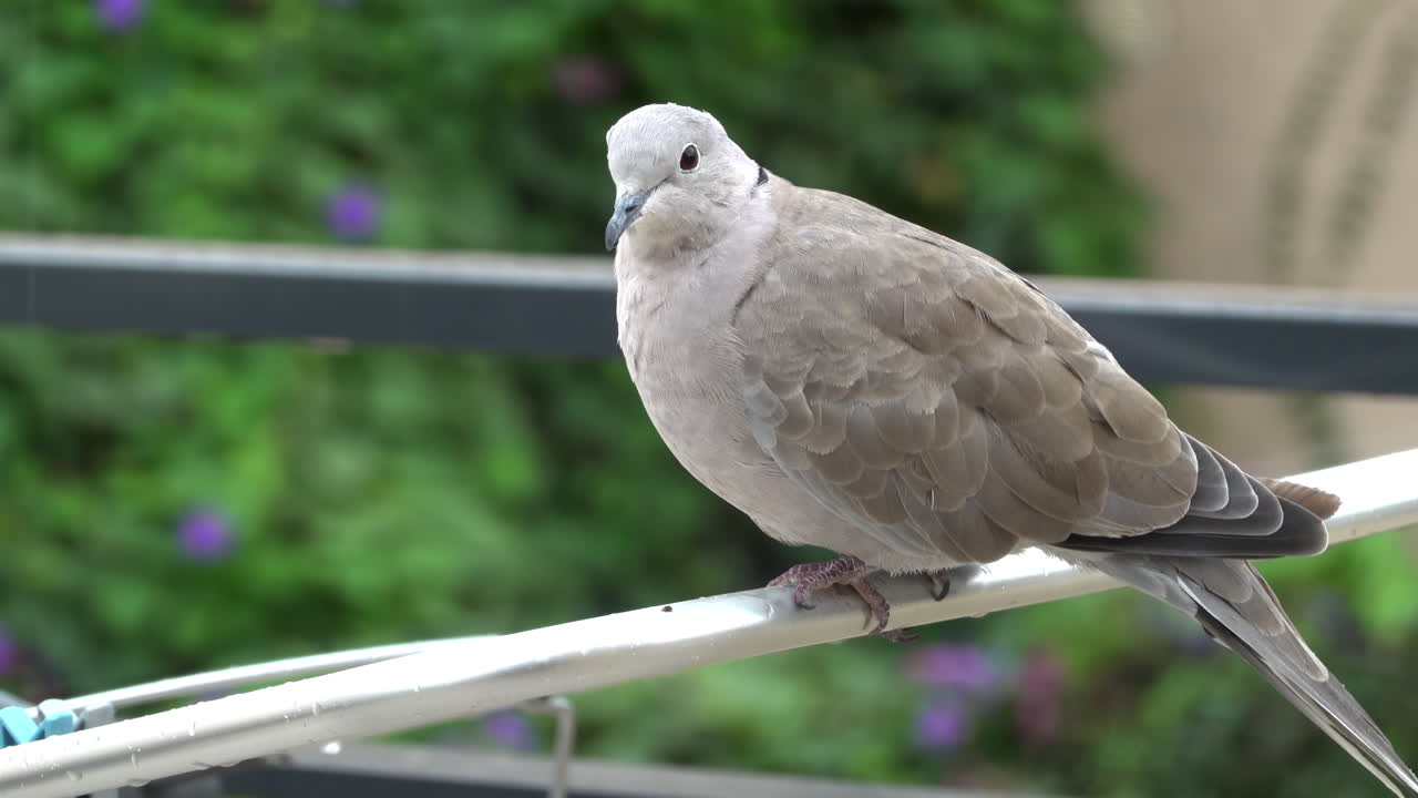 Close up of a dove sitting on a clothing drying rack outside
