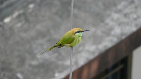 Un-Pájaro-Verde-Vibrante-Que-Come-Abejas-Se-Posa-Elegantemente-Mostrando-Su-Vívido-Plumaje-Y-Su-Elegante-Vuelo-En-Su-Hábitat-Natural.