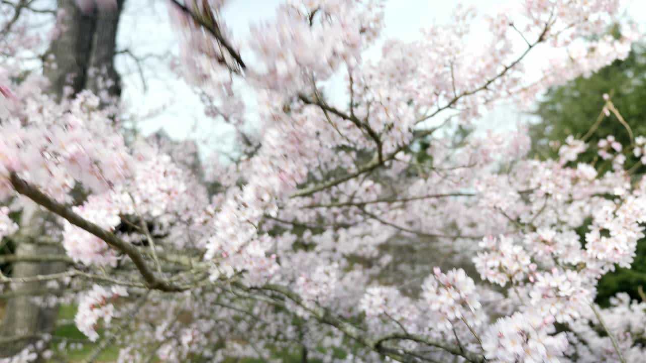 el viento sopla flores de cerezo en los cerezos en los terrenos de biltmore house en asheville, carolina del norte | 4k