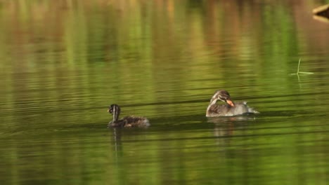 bird-cheeks-in-Pond-UHD-MP4-4k-Video