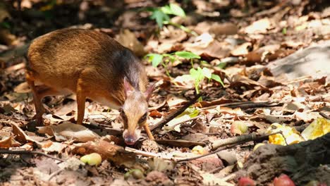 Mouth-full-of-fruits-while-being-careful-as-it-looks-around,-Lesser-Mouse-deer-Tragulus-kanchil,-Khaeng-Krachan-National-Park,-Thailand