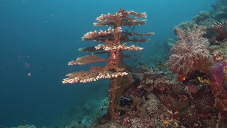 precioso coral de mesa con pequeños peces a su alrededor.