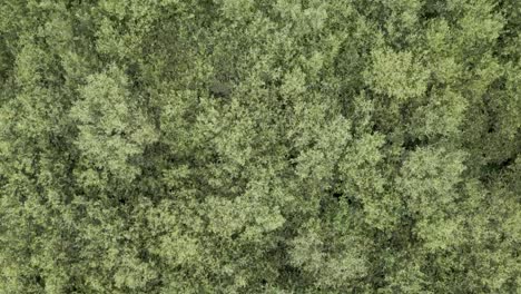 fast aerial shot over coastal vegetation reaching bare sandy soil