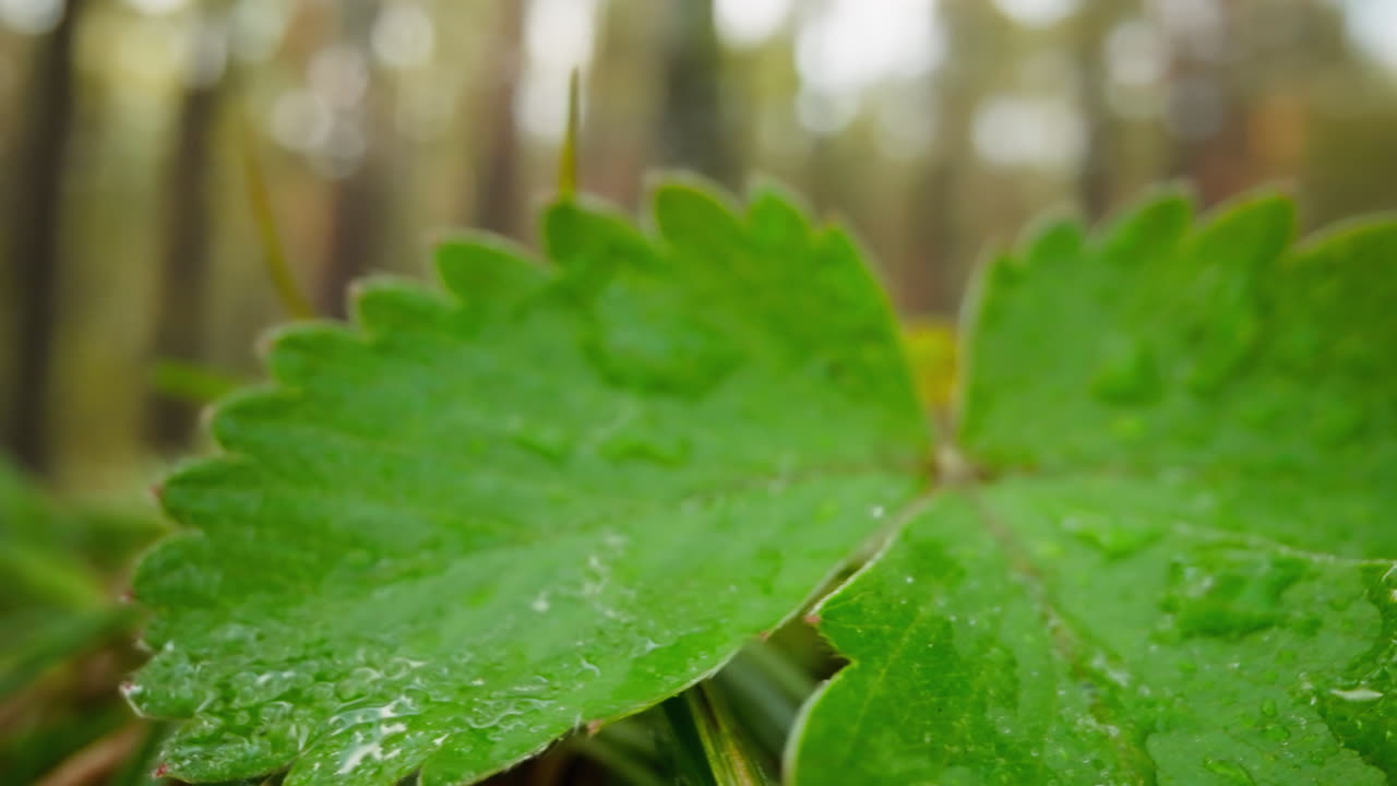 planta de fresa de bosque verde brillante húmedo en el césped cerca de los árboles