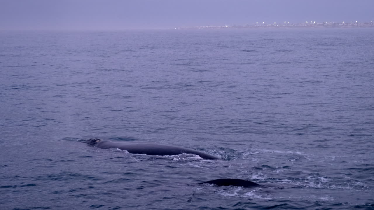 Pair of southern right whales float and blows at surface of ocean in Hermanus