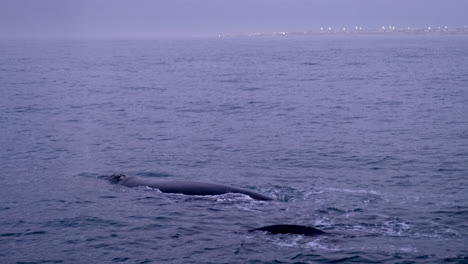 pair of southern right whales float and blows at surface of ocean in hermanus