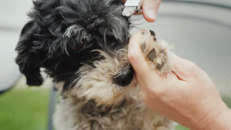 the owner cuts the dog's claws close-up shot