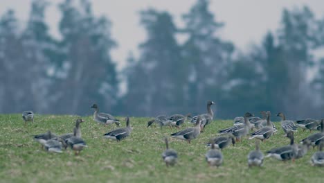 White-fronted-geese-flock-on-dry-grass-meadow-field-feeding-during-spring-migration