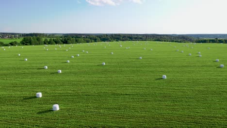 rural field with hay rolls wrapped in a package for haylage on a summer day