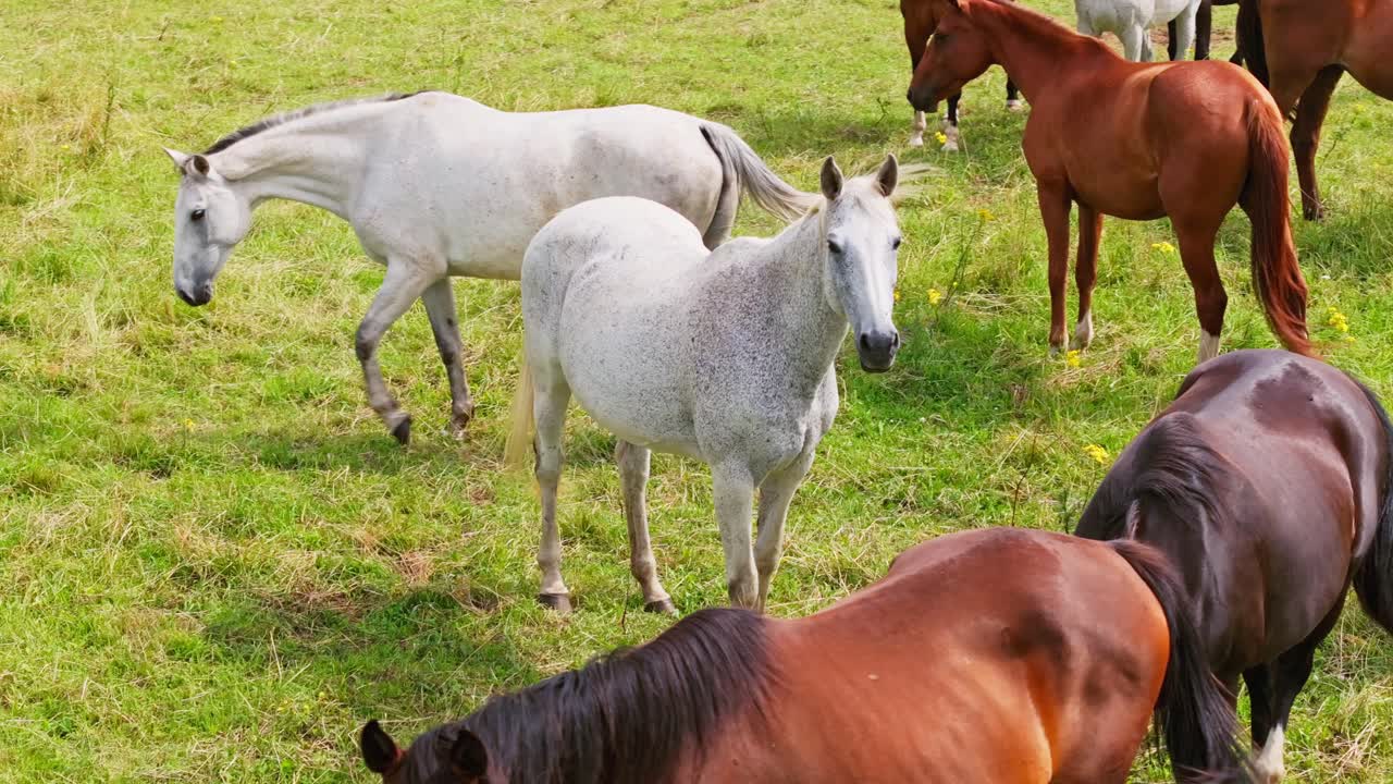 Medium drone shot of horses flicking tails on dry grass during hot summer day
