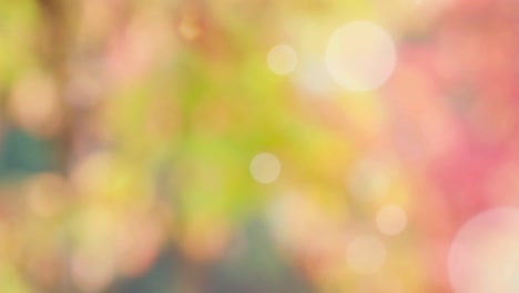 fondo de resorte abstracto con bokeh
