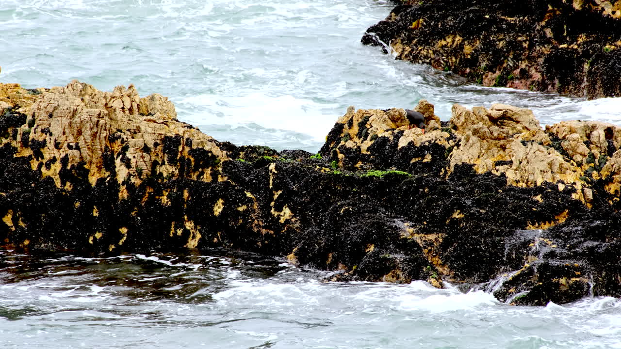 Black Oystercatcher forage for food on black mussel covered coastal rocks, tele
