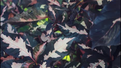 colorful patterned plant leaves