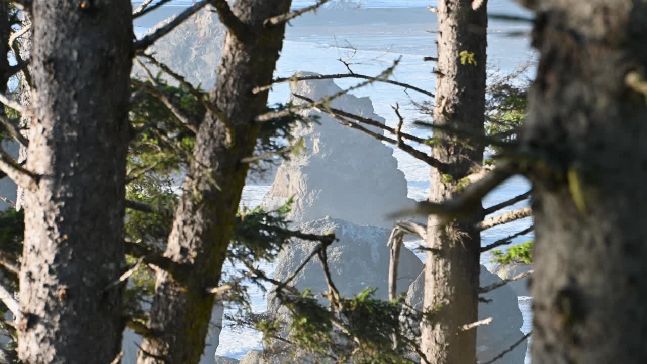 Sunlight filters through a dense forest of tall evergreen trees with mountains faintly visible in the distance