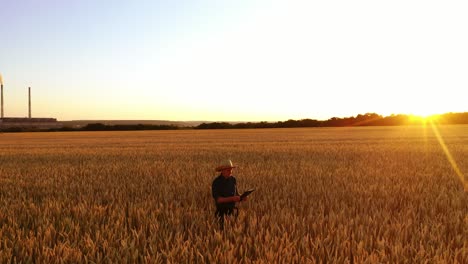 agronomist tests wheat on field at sunset. farmer in straw hat walks on golden field on the background of factory in the evening.