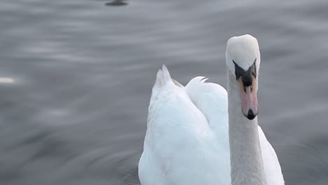 swan floating on water