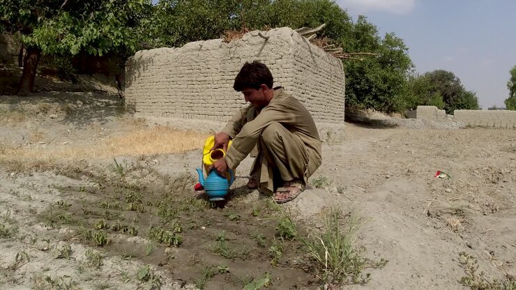 piante da irrigazione