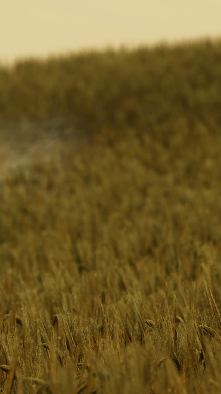 Campo di grano dorato che ondeggia nella brezza durante il tramonto nella campagna rurale