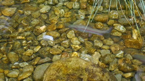 large, wild rainbow trout swimming near the shore of a creek in the late autumn