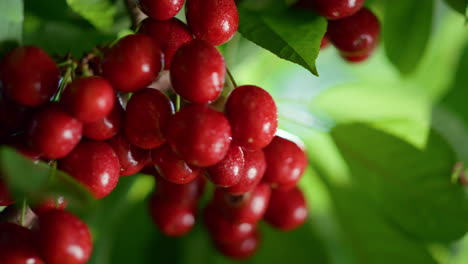 un ramo de cerezas húmedas colgando de un árbol de verano en primer plano.