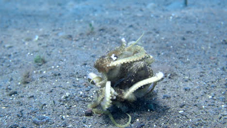 wild octopuses tangled in a fight on shallow waters