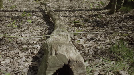 Nahaufnahme-Des-Trockenen-Toten-Baumes-Im-Wald