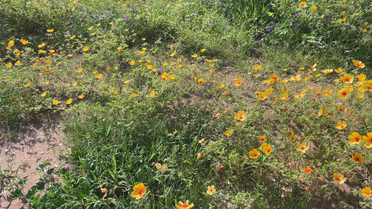 Bellissimo campo con papaveri dell'Arizona in fiore in primavera