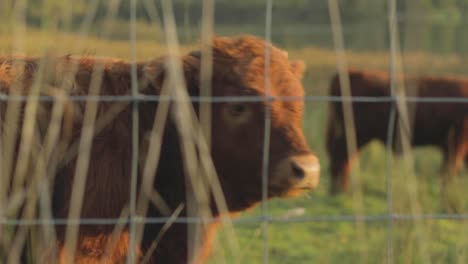 calf grazing in field. brown highland cow