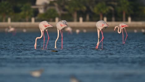 aves migratorias de invierno mayores flamencos vagando en los remansos del mar poco profundo durante la marea baja - bahrein