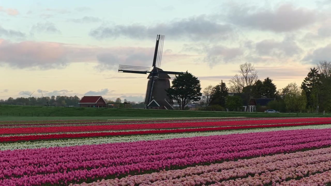 Nederlandsk vindmølle i et fargerikt tulipanfelt ved solnedgang