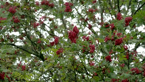 bunch of sorbus fruits bloomed on its trees