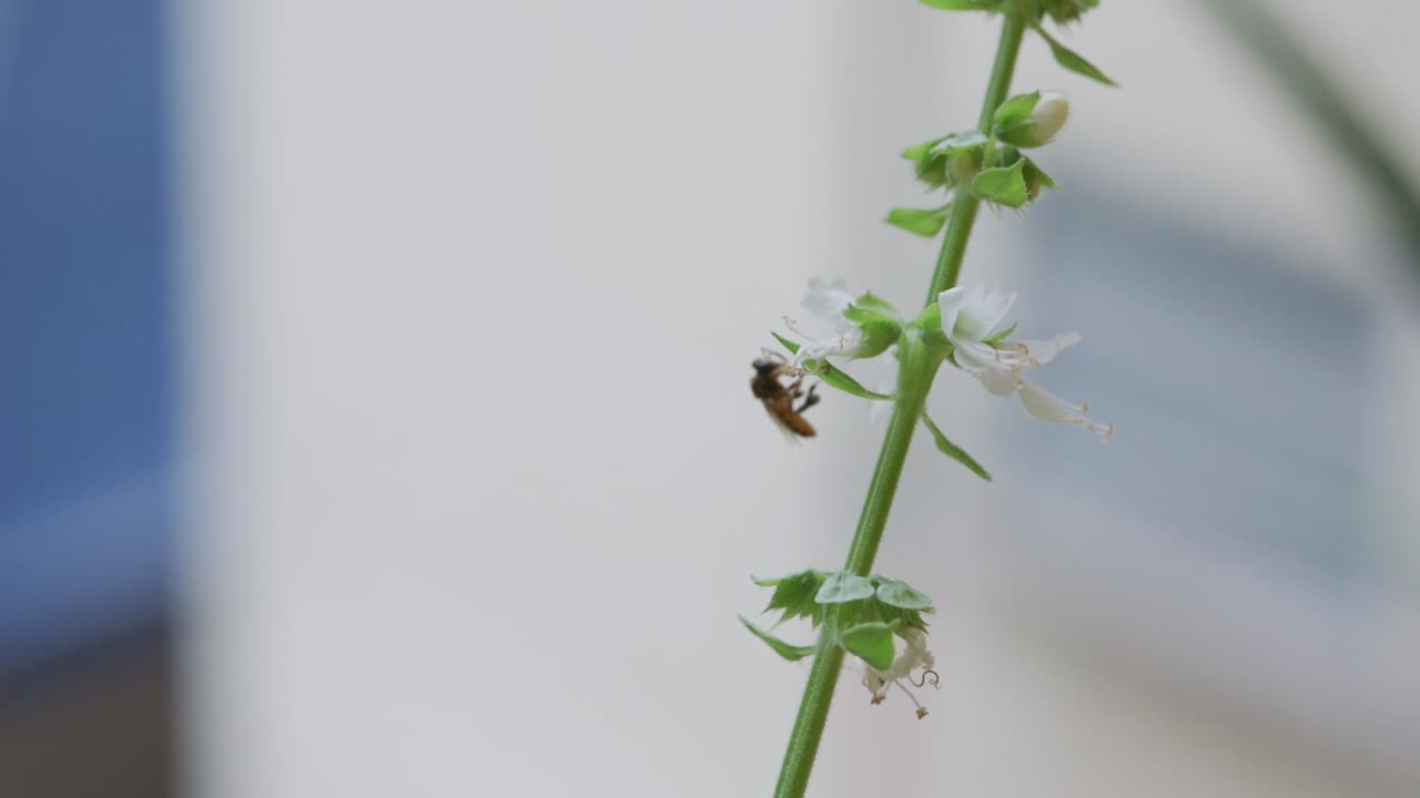 Fuzzy teddy bear bee hovers around flower before landing on blossom to collect pollen and nectar in macro slow motion. Golden-brown bee pollinating flower in natural daylight garden close-up
