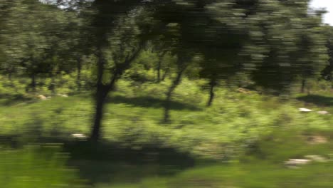 Vista-De-La-Ventana-Del-Coche-Que-Viaja-A-Través-Del-Bosque-En-El-Campo-Español