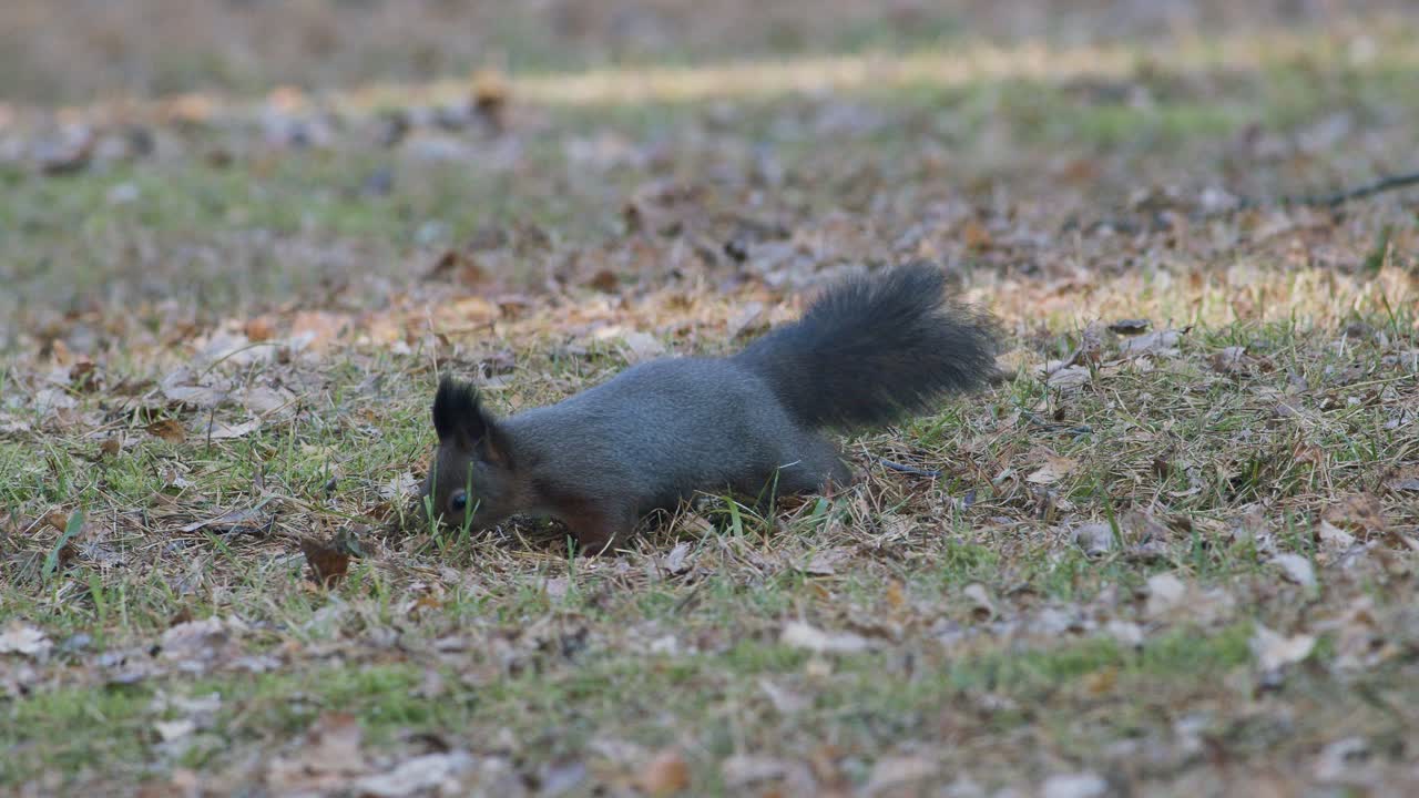 단풍에 음식 도토리 견과류를 찾고 야생 다람쥐