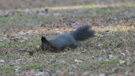 wild squirrel looking for food acorns nuts in autumn leaves