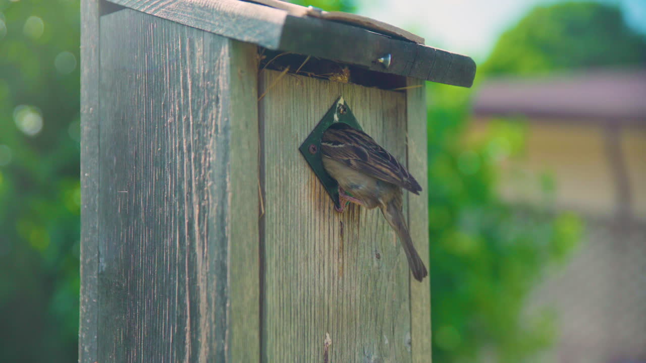 gorrión de la casa madre que atiende a sus crías en una casa de pájaros de madera