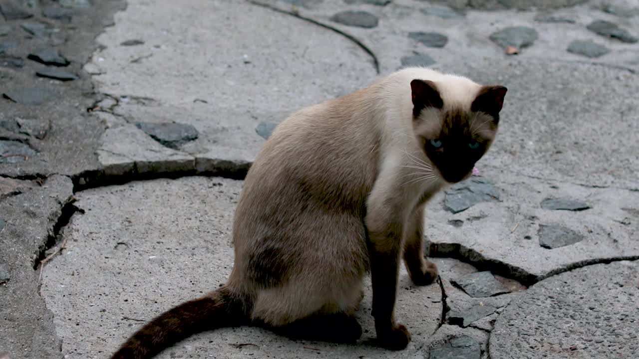 Gatto siamese selvatico