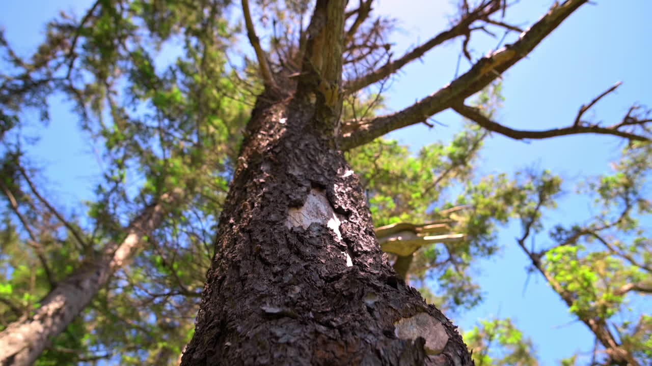푸른 여름 하늘을 배경으로 벗겨진 껍질이 벗겨진 오래된 숲 나무의 줄기 - 패닝 샷