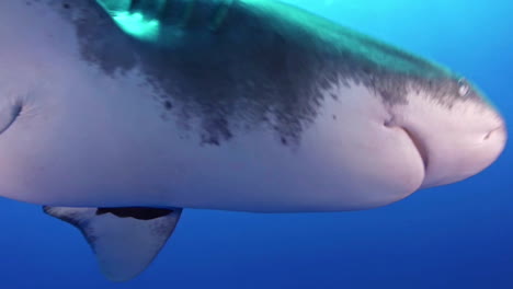 gran tiburón blanco golpeando la cámara