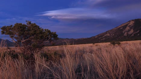 tree in great sands national park 4k dolly