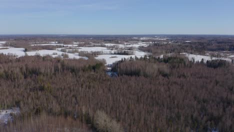 video de drones distantes de árboles sin hojas en un bosque