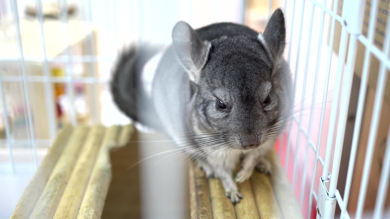 Close up on Long-tailed Chinchilla. Cute animal for sale in pet store.