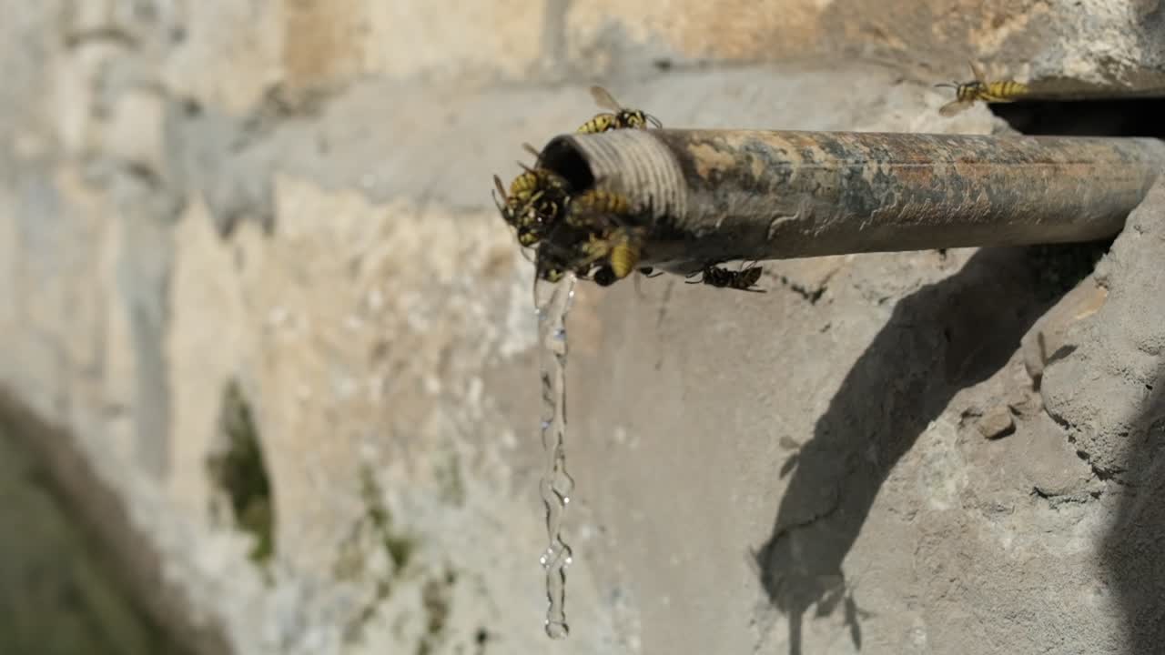 muchos grifos de abejas