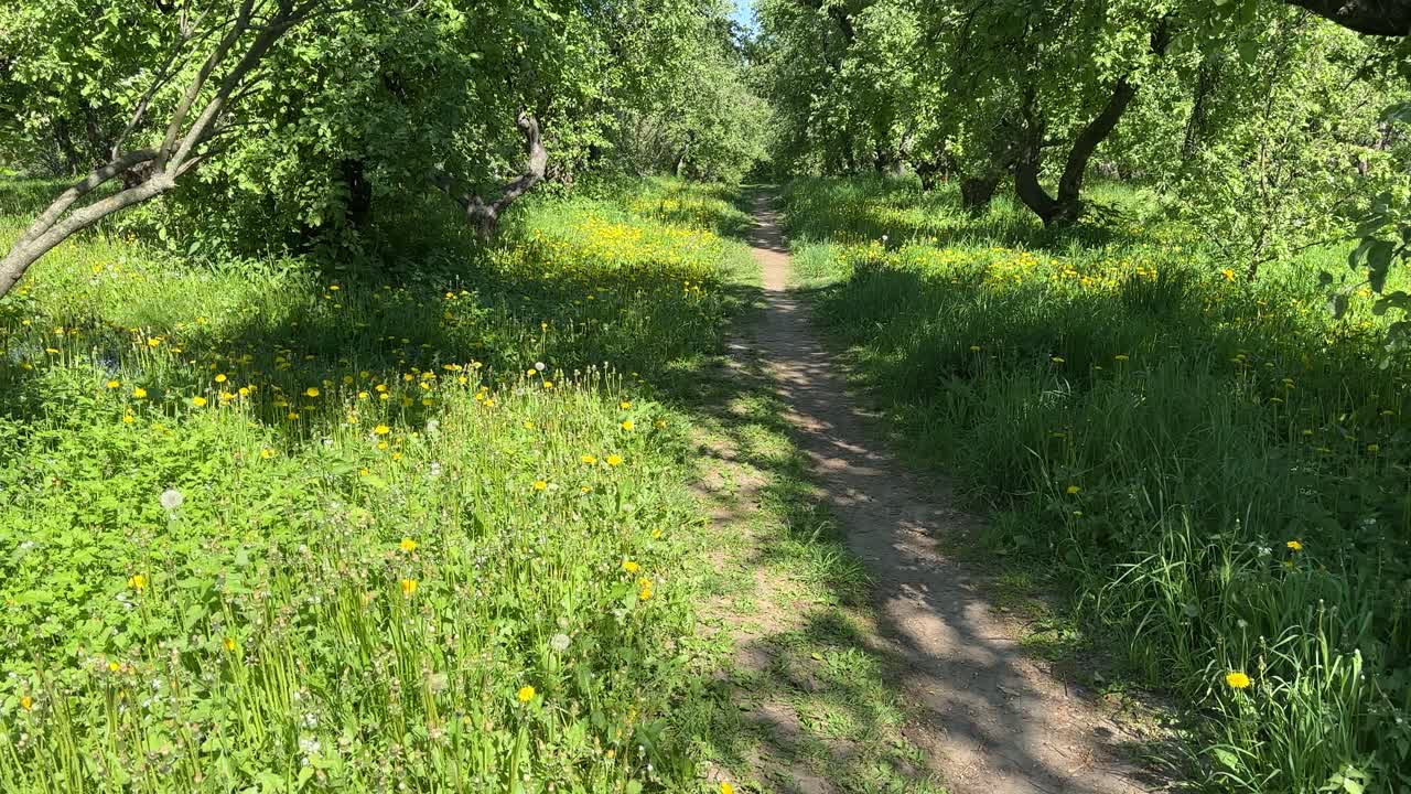 A shady path in an apple orchard surrounded by flowers (4K 60 fps, in motion)