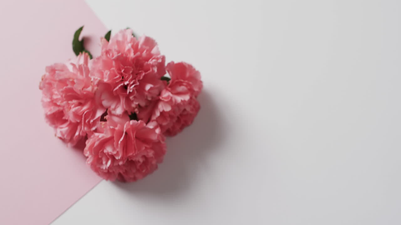 video de flores rosas con espacio de copia en fondo blanco y rosa