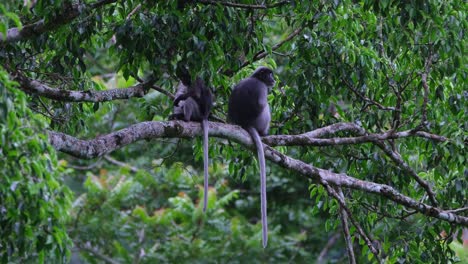 The-one-on-the-left-scratching-then-looks-down-while-the-other-relaxes,-Dusky-Leaf-Monkey-Trachypithecus-obscurus,-Thailand