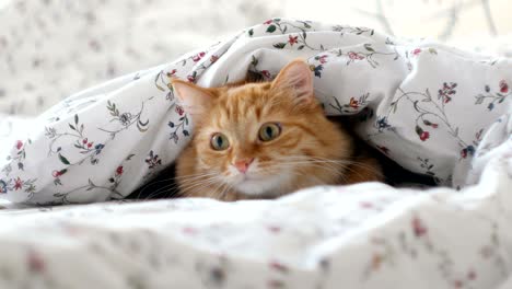 cute ginger cat lying in bed. fluffy pet hiding under blanket, looking curiously on something moving under a sheet. cozy home background with funny pet