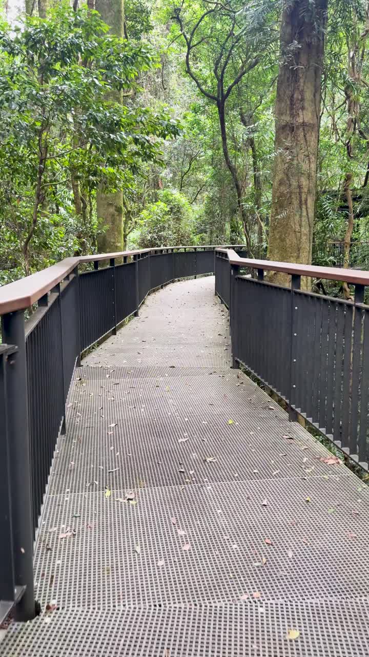 Smooth camera movement along empty metal bridge through lush, green Australian rainforest in daylight